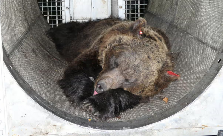 Il governatore italiano intensifica la sua battaglia contro gli orsi in Trentino – Margherita d’Amico